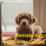 Best female dog names for golden retrievers | itsgoldenretriever.com