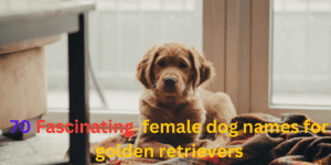 female Golden Retriever names , itsgoldenretriever.com