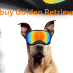 Golden Retriever Glasses where to buy Golden Retriever Ornaments| itsgoldenretriever.com