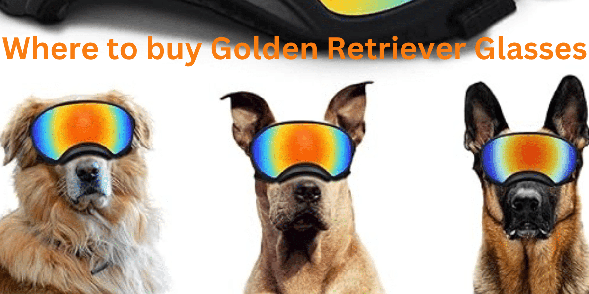 Golden Retriever Glasses where to buy Golden Retriever Ornaments| itsgoldenretriever.com