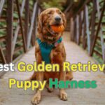 Best Golden Retriever Puppy Harness in 2024 | itsgoldenretriever.com