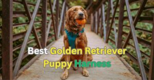 Best Golden Retriever Puppy Harness in 2024 | itsgoldenretriever.com