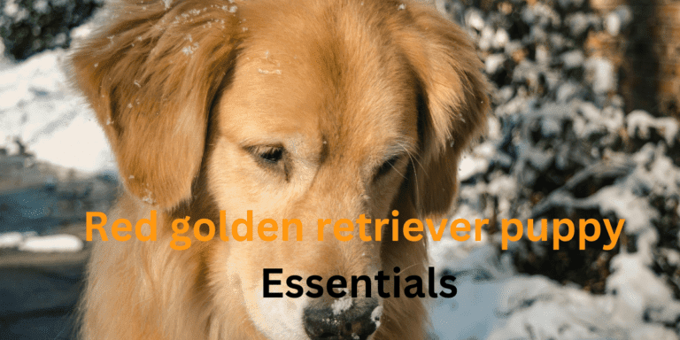 Basic Red Golden Retriever Puppy Essentials 2024| itsgoldenretriever.com