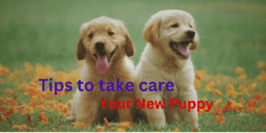 How to Prepare for Your Golden Retriever Puppy’s First Week