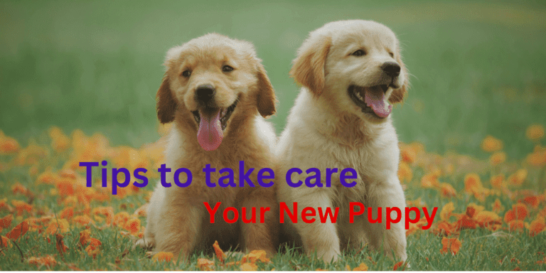 How to Prepare for Your Golden Retriever Puppy’s First Week