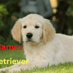 Best unique golden retriever names 2024 | itsgoldenretriever.com