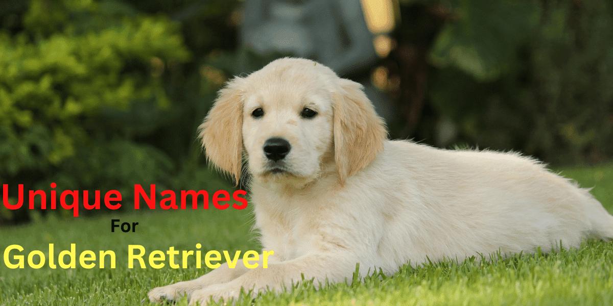 Best unique golden retriever names 2024 | itsgoldenretriever.com