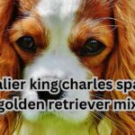 cavalier king charles spaniel golden retriever mix Useful tips| itsgoldenretriever.com