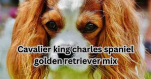 cavalier king charles spaniel golden retriever mix Useful tips| itsgoldenretriever.com