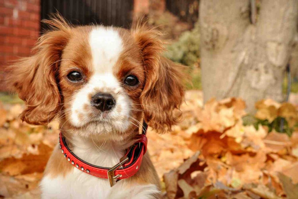 cavalier king charles spaniel golden retriever mix Useful tips| itsgoldenretriever.com