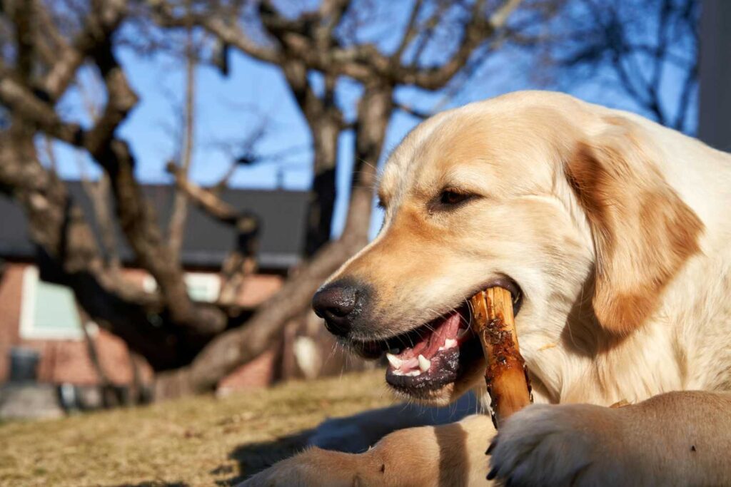 How to get Your Golden Retriever puppy to Stop Biting| itsgoldenretriever.com