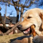 How to get Your Golden Retriever puppy to Stop Biting| itsgoldenretriever.com