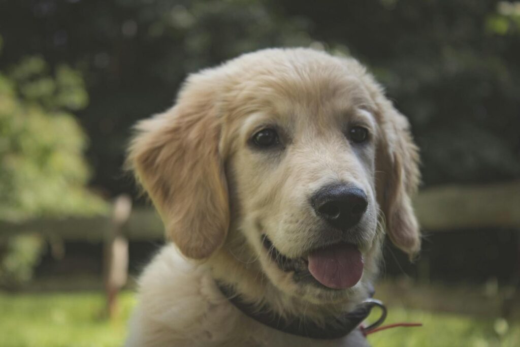 Red Golden Retriever Puppy for sale| itsgoldenretriever.com