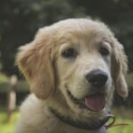 Red Golden Retriever Puppy for sale| itsgoldenretriever.com