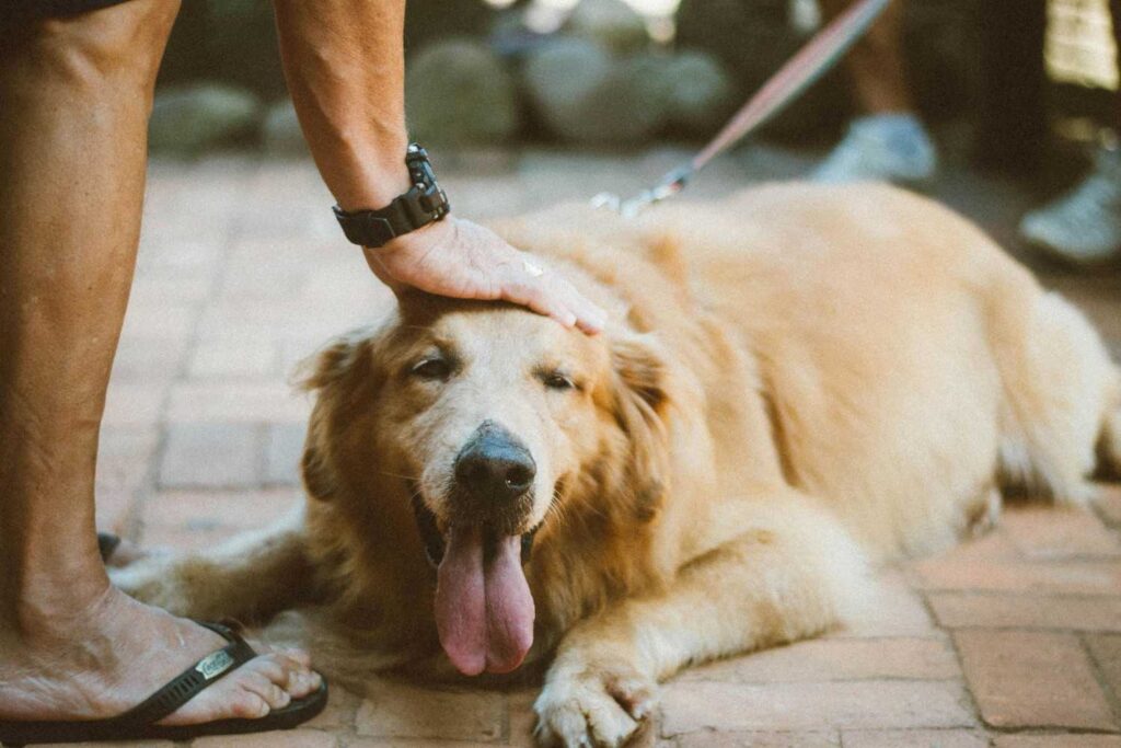 How to get Your Golden Retriever puppy to Stop Biting| itsgoldenretriever.com