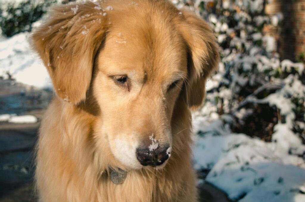 where to Buy Red Golden Retriever Puppies | itsgoldenretriever.com