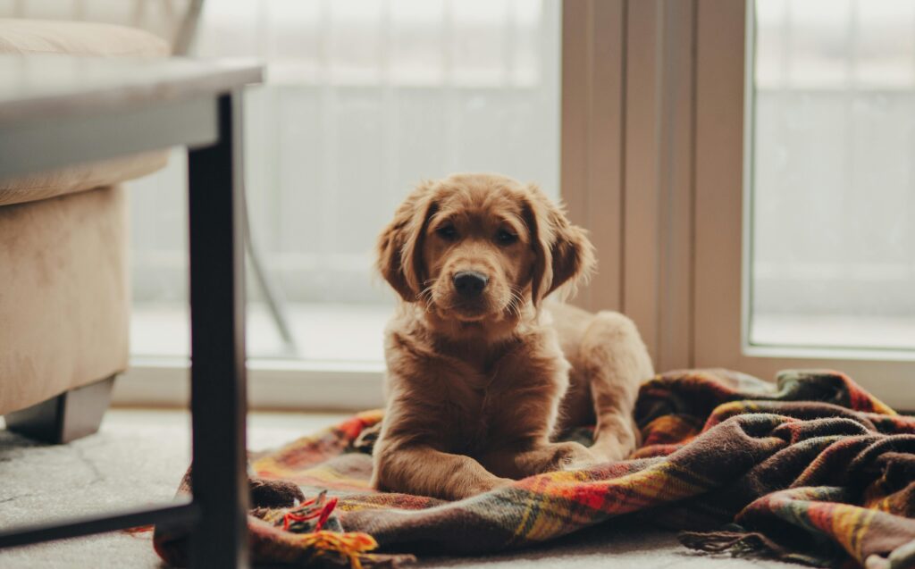 Best female dog names for golden retrievers | itsgoldenretriever.com