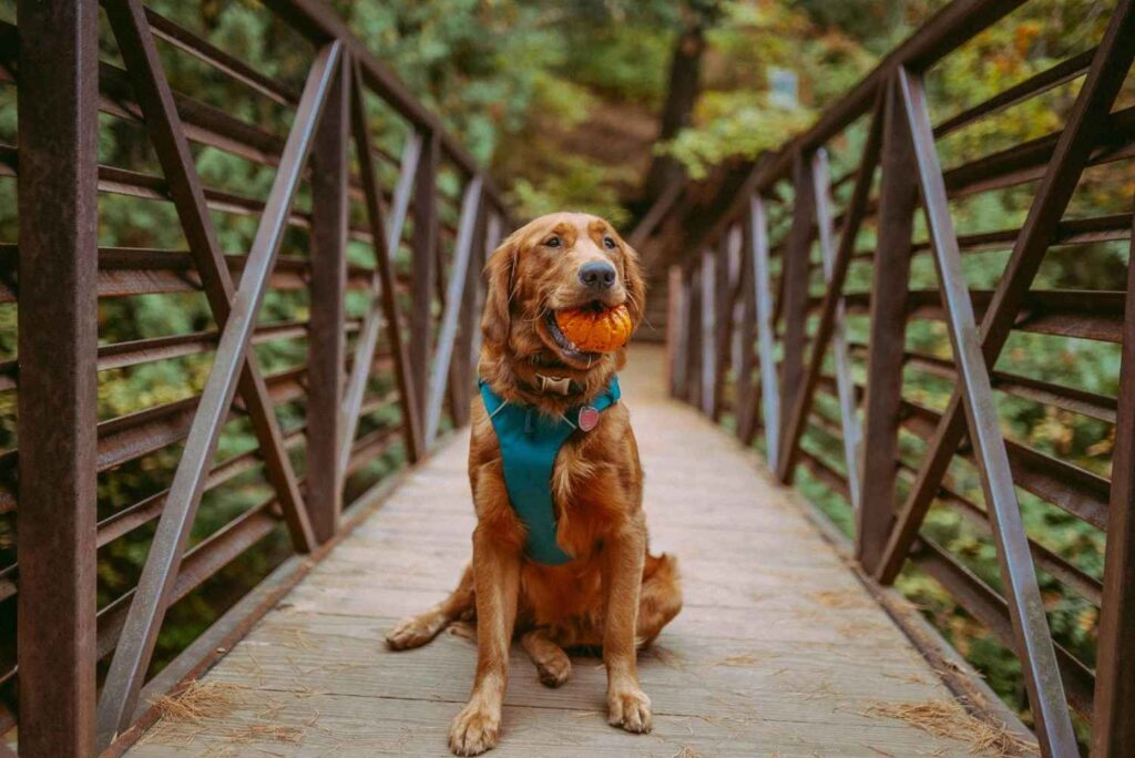 Best Golden Retriever Puppy Harness in 2024 | itsgoldenretriever.com