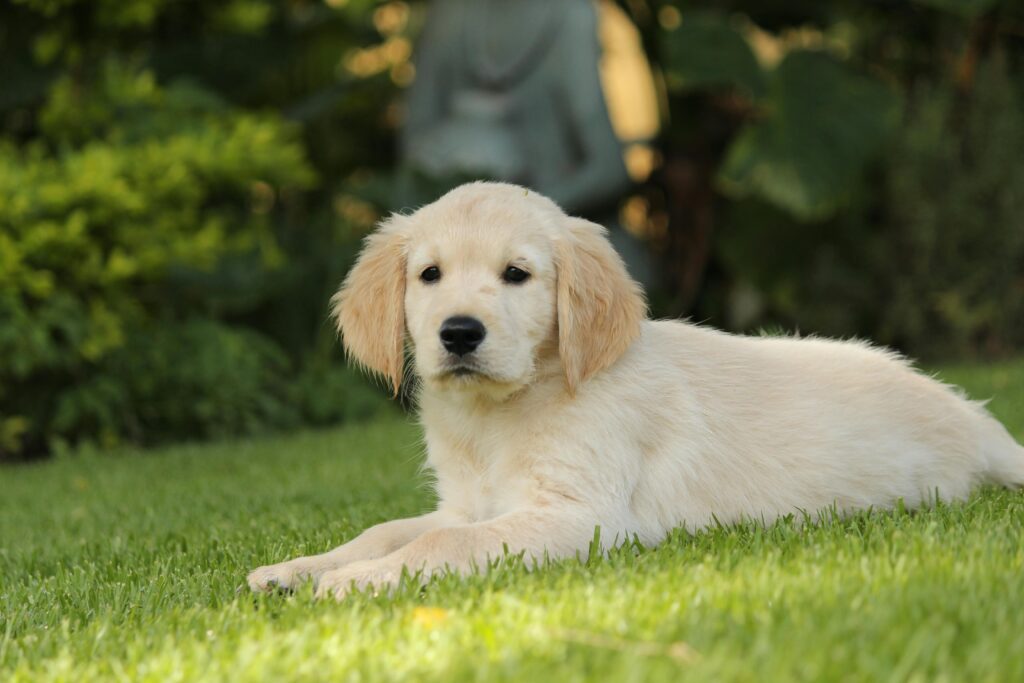 Best unique golden retriever names 2024| itsgoldenretriever.com