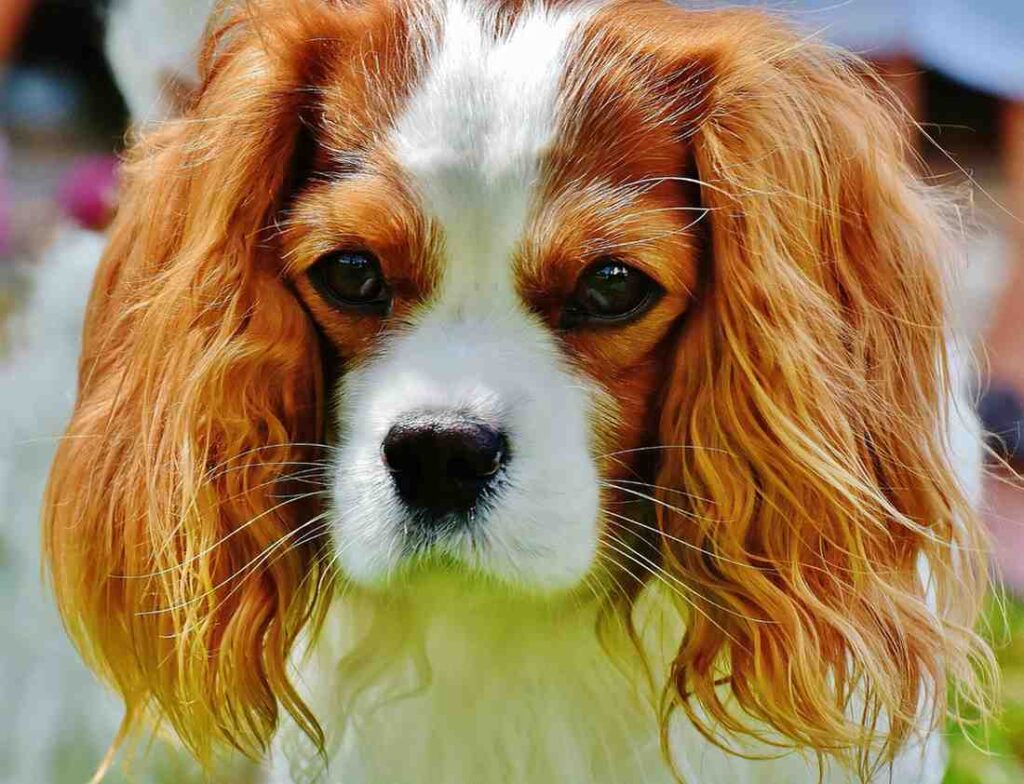 cavalier king charles spaniel golden retriever mix Useful tips| itsgoldenretriever.com