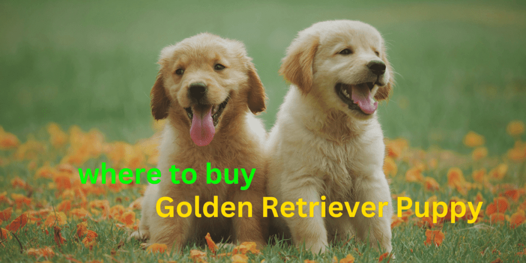 where to Buy Red Golden Retriever Puppies | itsgoldenretriever.com