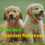 where to Buy Red Golden Retriever Puppies | itsgoldenretriever.com