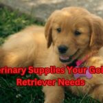 Veterinary Supplies Your Golden Retriever Needs itsgoldenretriever.com