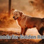 Best Golden Retriever Foods in 2024| itsgoldenretriever.com