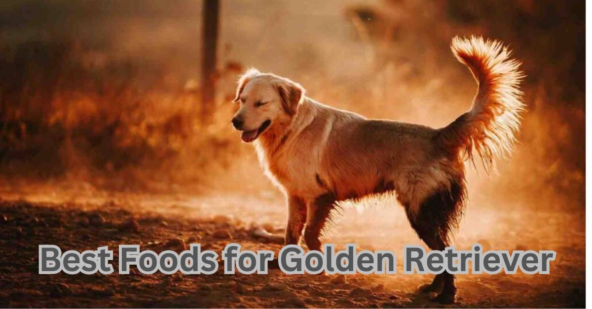 Best Golden Retriever Foods in 2024| itsgoldenretriever.com