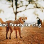 Best Foods for Your Dog | itsgoldenretriever.com