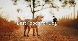 Best Foods for Your Dog | itsgoldenretriever.com