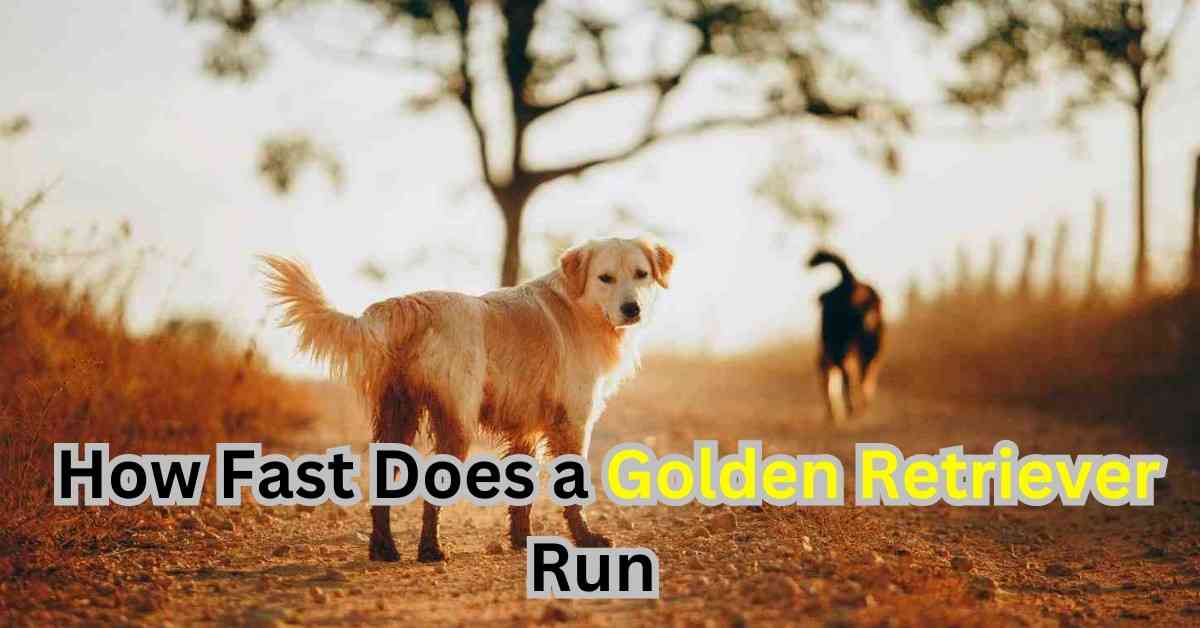 Alarming How Fast Does a Golden Retriever Run - itsgoldenretriever.com