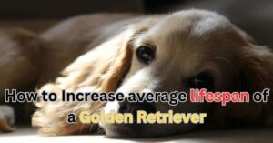 average lifespan of a Golden Retriever, how to increase their lifespan | itsgoldenretriever.com