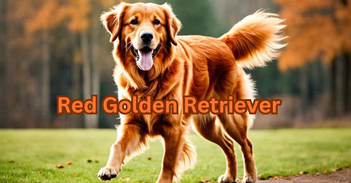 Red Golden Retriever Guide| itsgoldenretriever.com