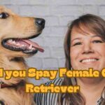 Should you Spay Female Golden Retriever| itsgoldenretriever.com