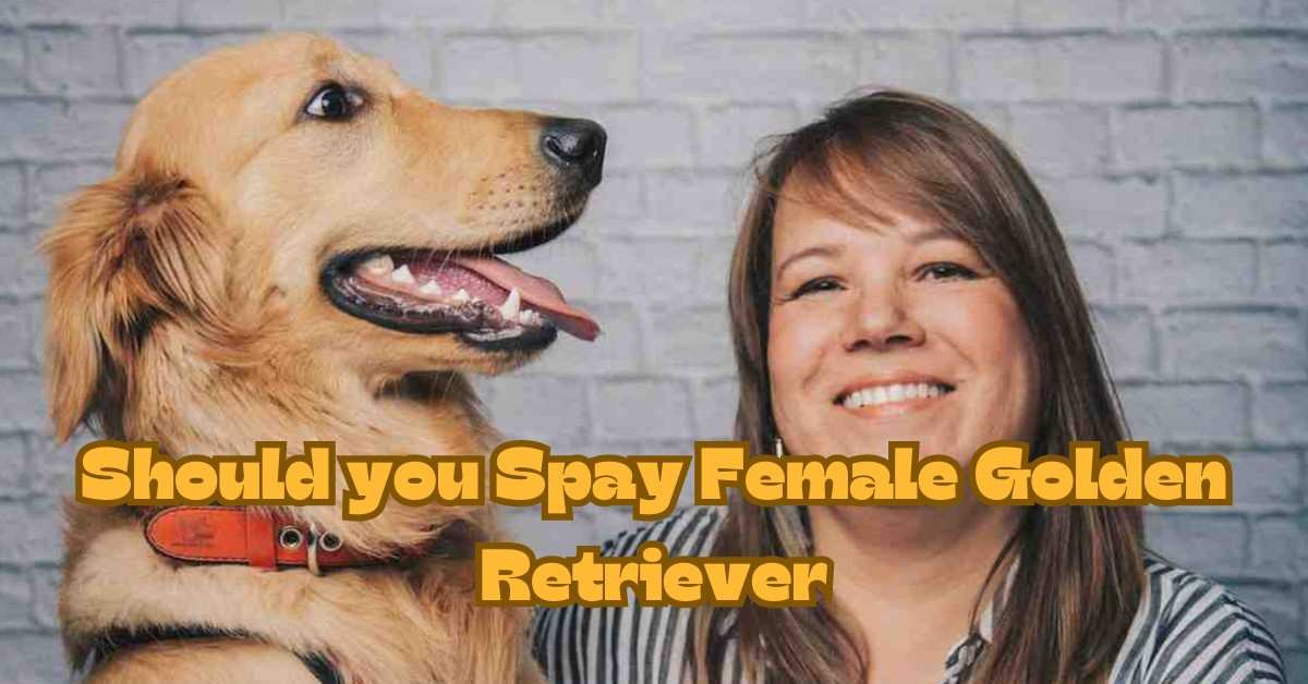 Should you Spay Female Golden Retriever| itsgoldenretriever.com