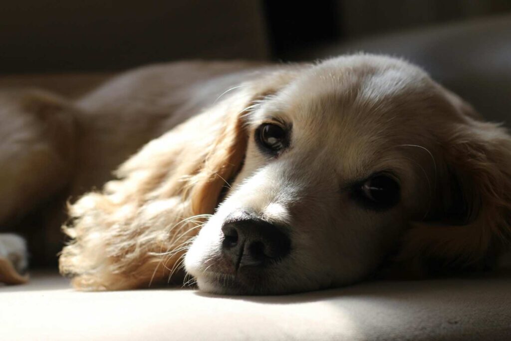 average lifespan of a Golden Retriever, how to increase their lifespan | itsgoldenretriever.com