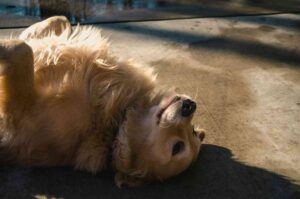 Golden Retrievers Sheds a lot? here are tips to reduce it. itsgoldenretriever.com