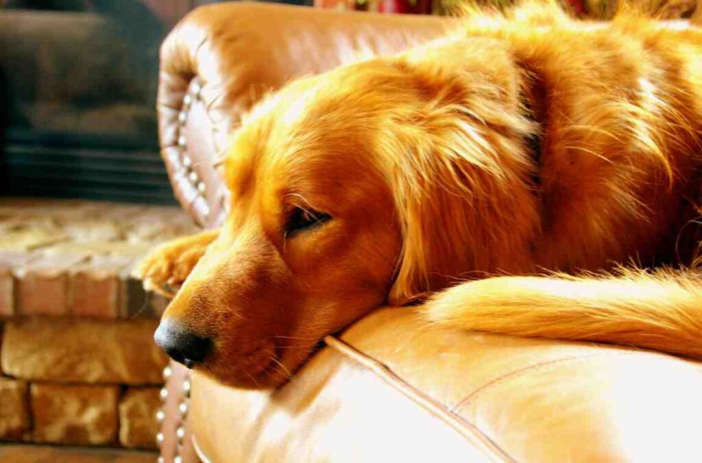 Red Golden Retriever Guide| itsgoldenretriever.com