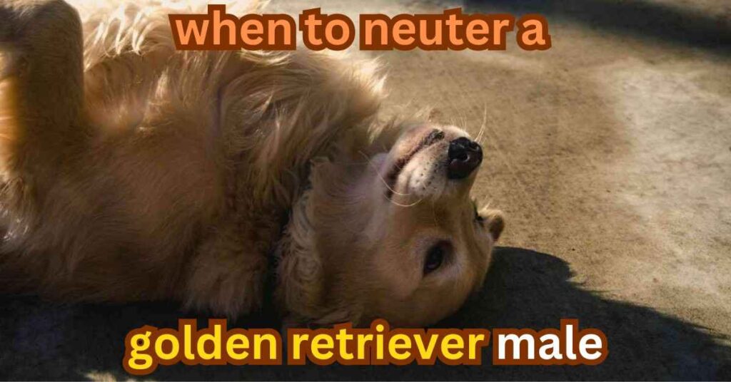 when to neuter a golden retriever male| itsgoldenretriever.com