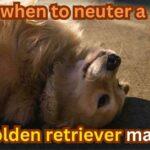 when to neuter a golden retriever male| itsgoldenretriever.com