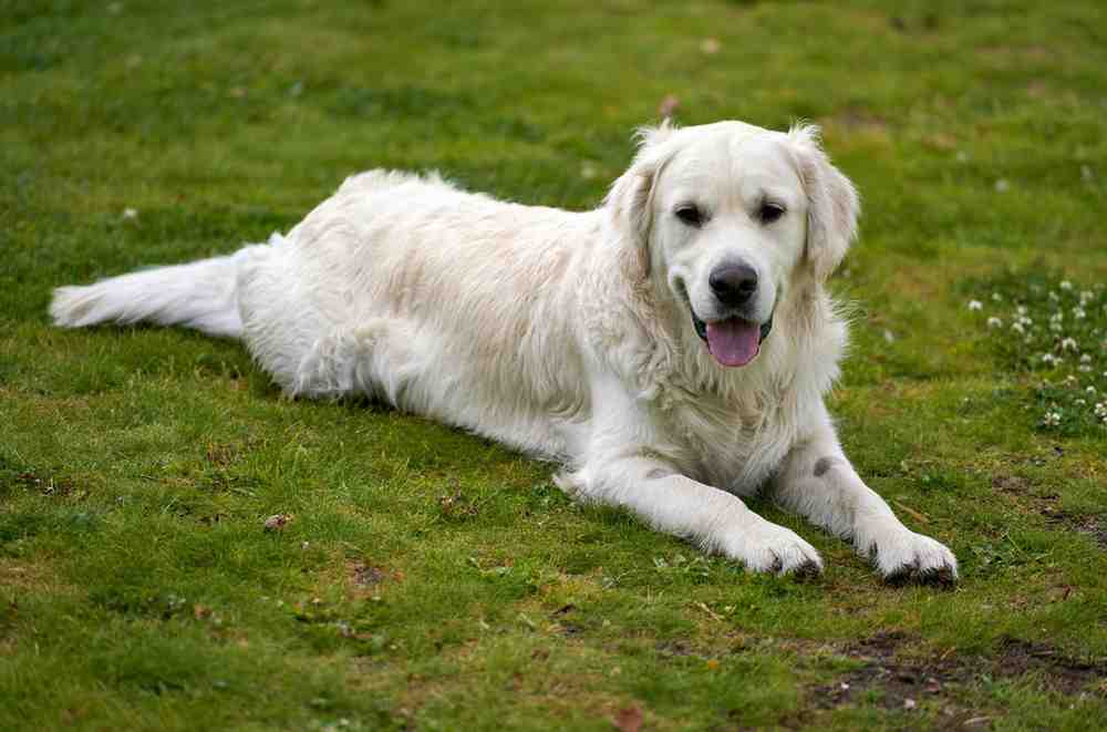 English Cream Golden Retriever , itsgoldenretriever.com