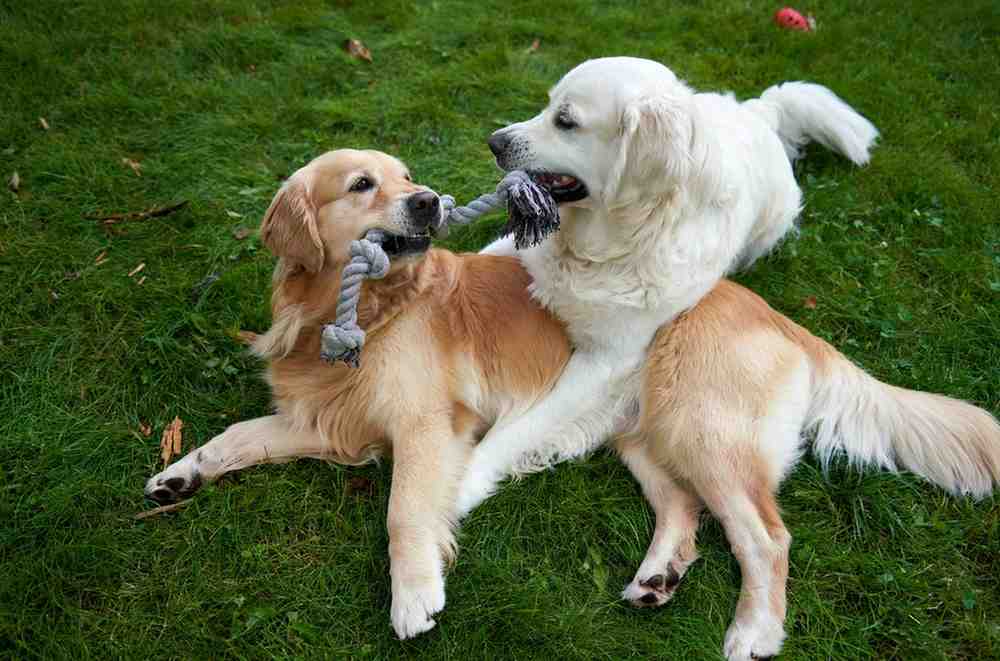 English Cream Golden Retriever , itsgoldenretriever.com