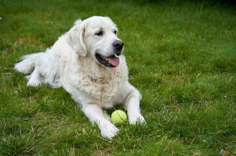 English Cream Golden Retriever , itsgoldenretriever.com