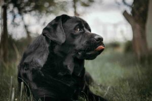 Black Golden Retriever , itsgoldenretriever.com