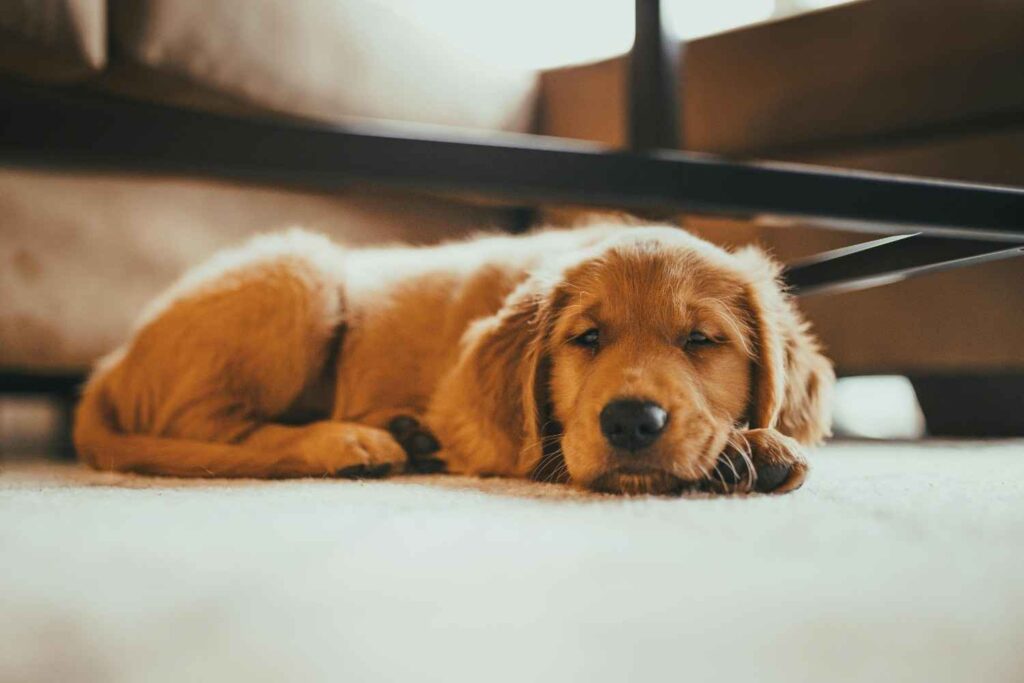 Mini Golden Retriever Must Known Information Before Buying ,
itsgoldenretriever.com