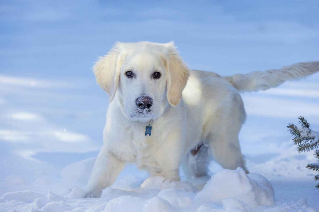 English Cream Golden Retriever , itsgoldenretriever.com