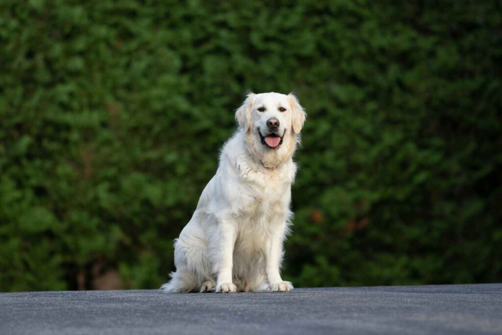 English Cream Golden Retriever , itsgoldenretriever.com