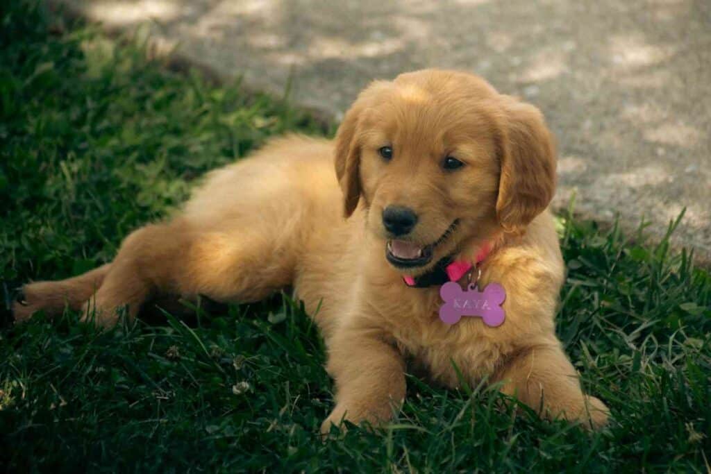 Mini Golden Retriever Must Known Information Before Buying ,
itsgoldenretriever.com