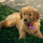 Mini Golden Retriever Must Known Information Before Buying , itsgoldenretriever.com